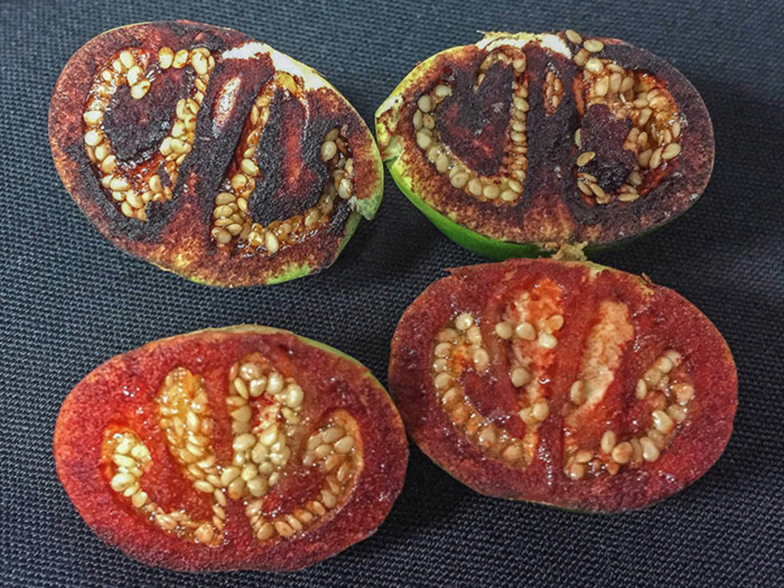Solanum ossicruentum — он же «кровавый помидор» — обнаружили ученые Австралии