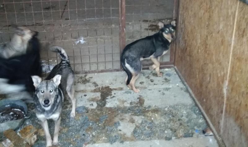 Внутри, в полутьме, на каменном полу, забросанном обгрызенными костями, непонятного рода мусором — десятки собак