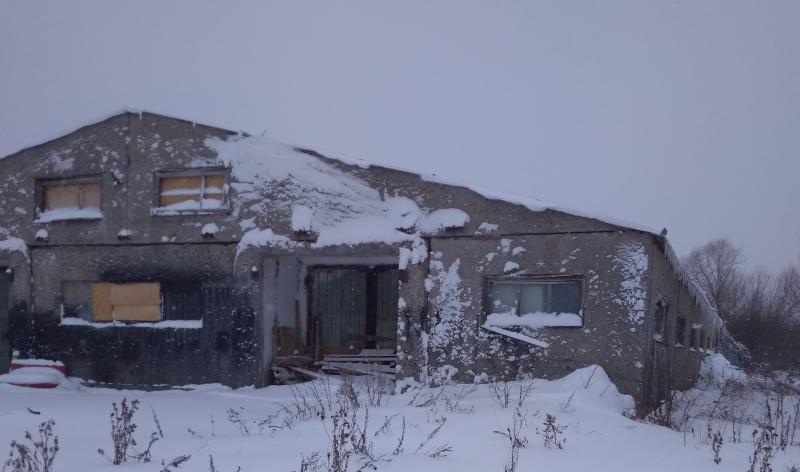 Старые коровники, где содержатся собаки, отловленные Ириной Тиховской