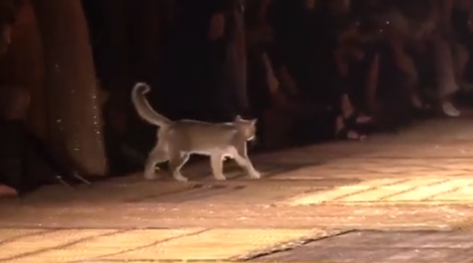 Кошка приковала к себе все внимание на модном показе