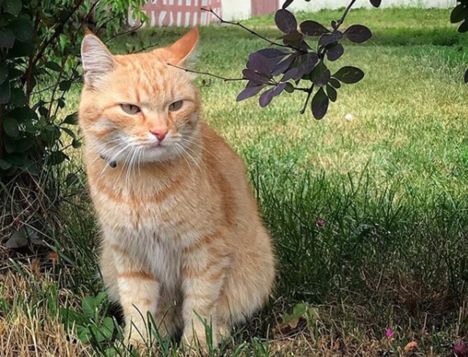 Однажды кота украл скейтер