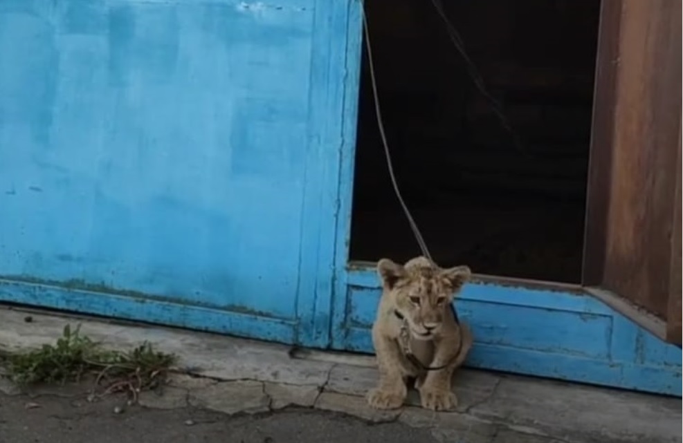 Рахит обнаружили у изъятого в Москве львенка