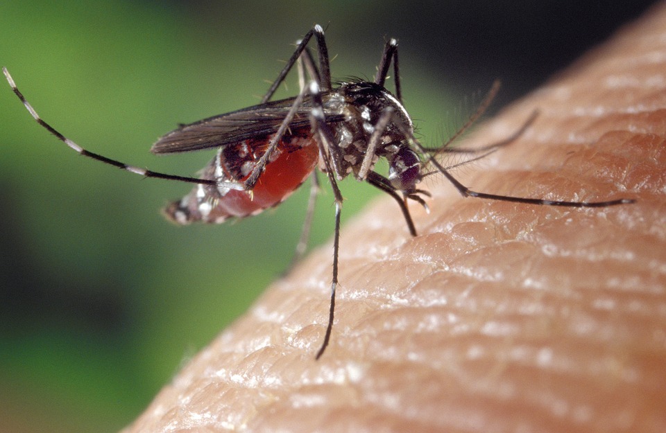 Мужчина в США скончался после укуса комара