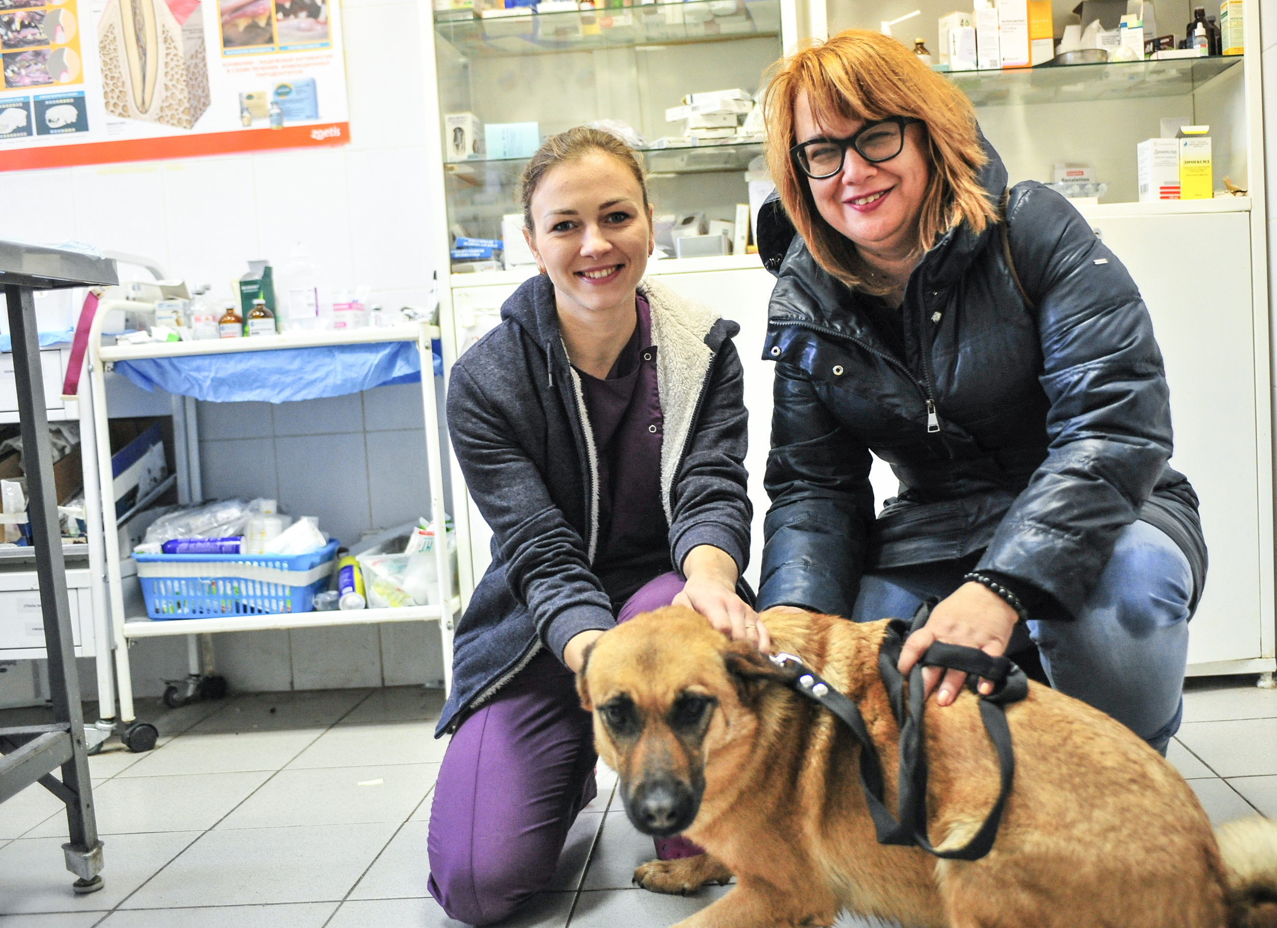 Москвичам рассказали, как защитить собаку от пироплазмоза