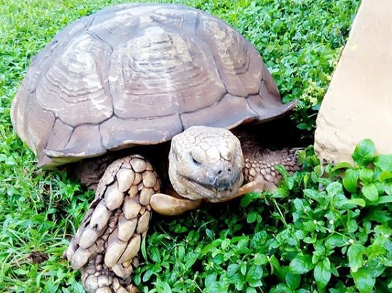 Самая старая черепаха на Земле умерла в Нигерии