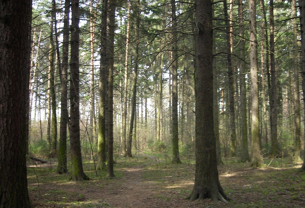 Пропавшего без вести четырехлетнего мальчика нашли в лесу Кировской области