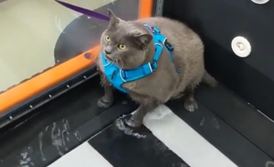 Видео с толстой кошкой на беговой дорожке набрало тысячи просмотров в Сети