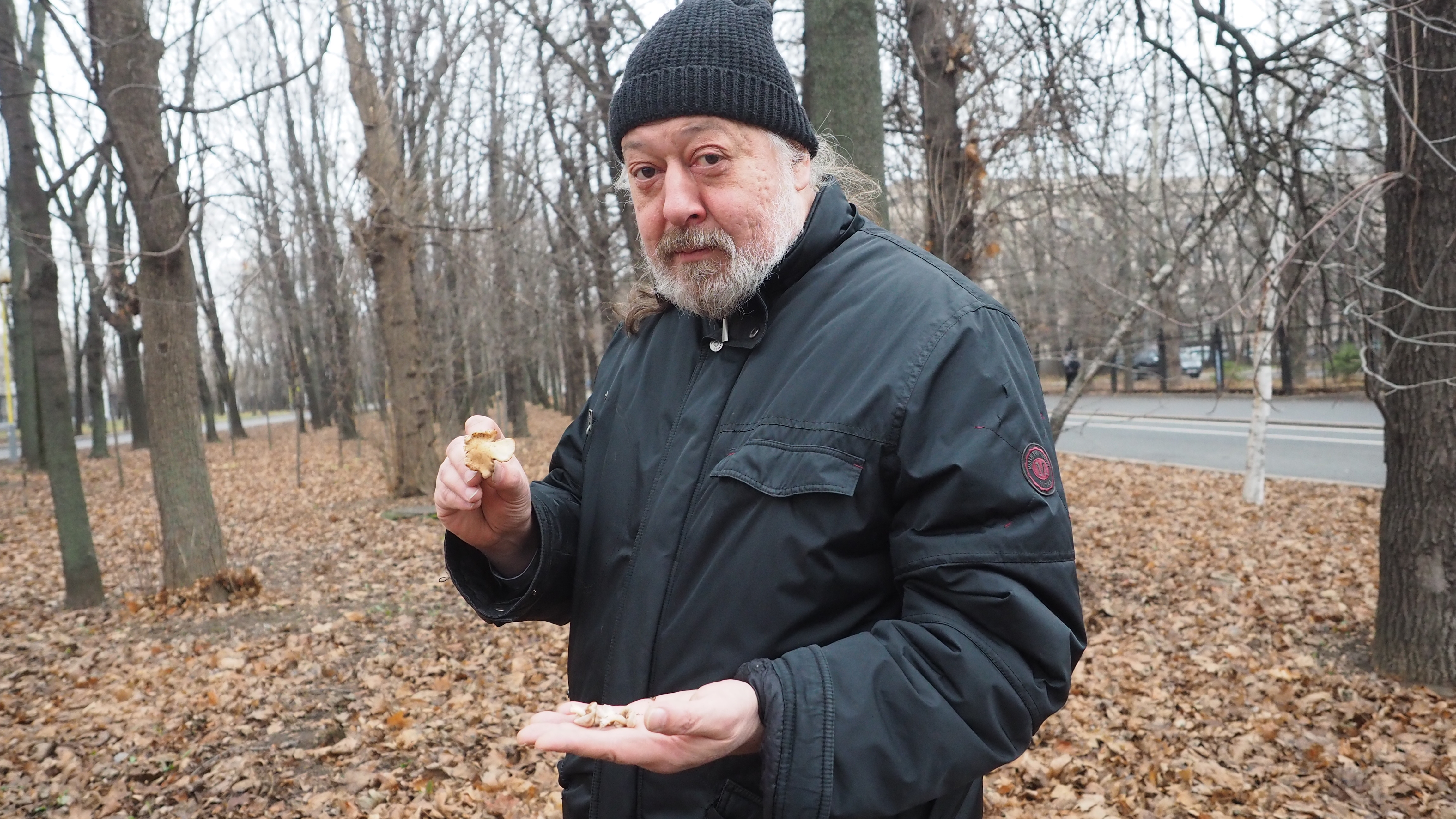Шесть видов грибов, которые можно найти в ноябре