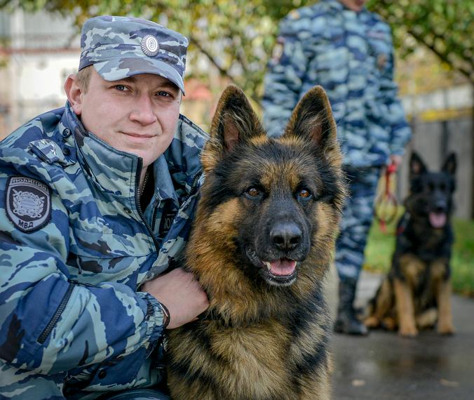 Кинолог Руслан Межевав в успехе своей работы уверен, ведь на службе ему помогает четвероногий напарник Честер / Наталья Феоктистова, «Вечерняя Москва»