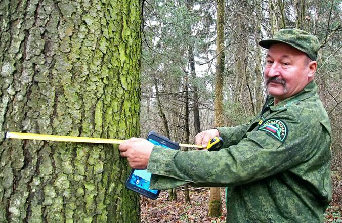Перед отправкой заявки на конкурс новогодних деревьев он оценивает их диаметр на глаз или мерной лентой / Элина Максимова, «Вечерняя Москва»