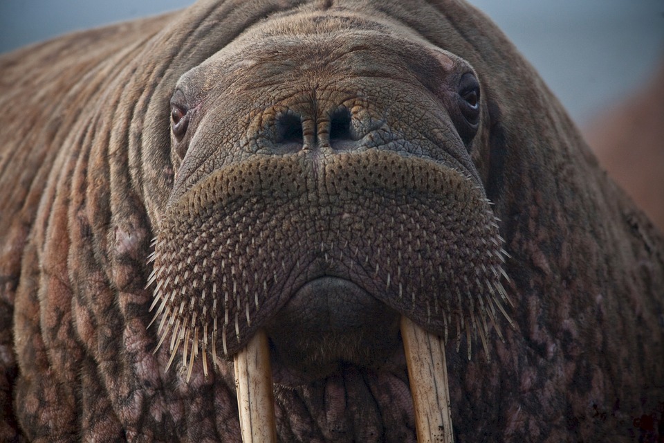 Росприроднадзор проверит данные о моржах в «китовой тюрьме»