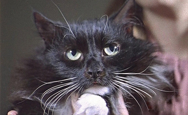 Жизнь котов на самоизоляции в Эрмитаже показали на видео