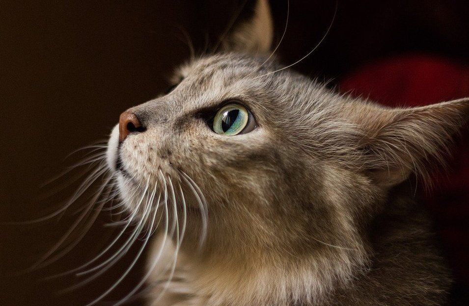 Просидевшую четверо суток в шахте лифта кошку спасли на юге Москвы