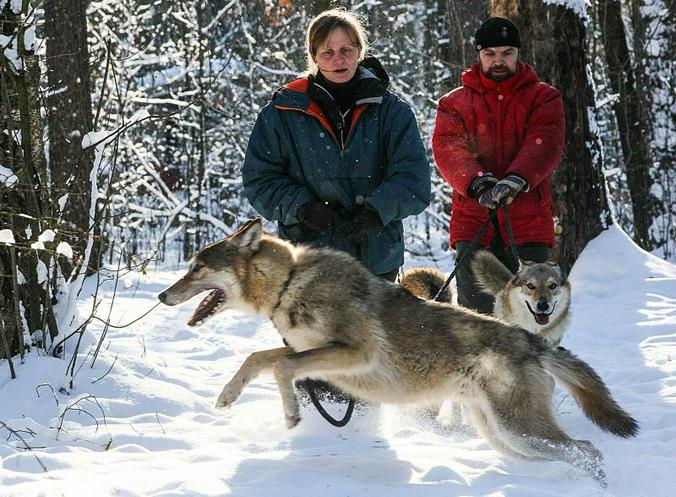 В большом городе люди сильно страдают без природы, ее запахов и звуков / Павел Волков, «Вечерняя Москва»