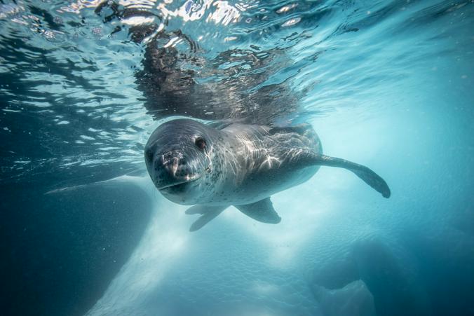 Cнимок морского леопарда из коллекции фотографа Станислава Захарова / Станислав Захаров