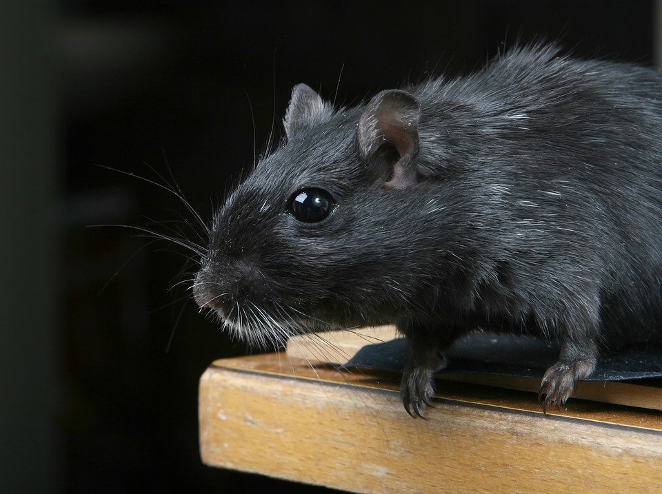 Агрессивные крысы-каннибалы появились в США  из-за коронавируса