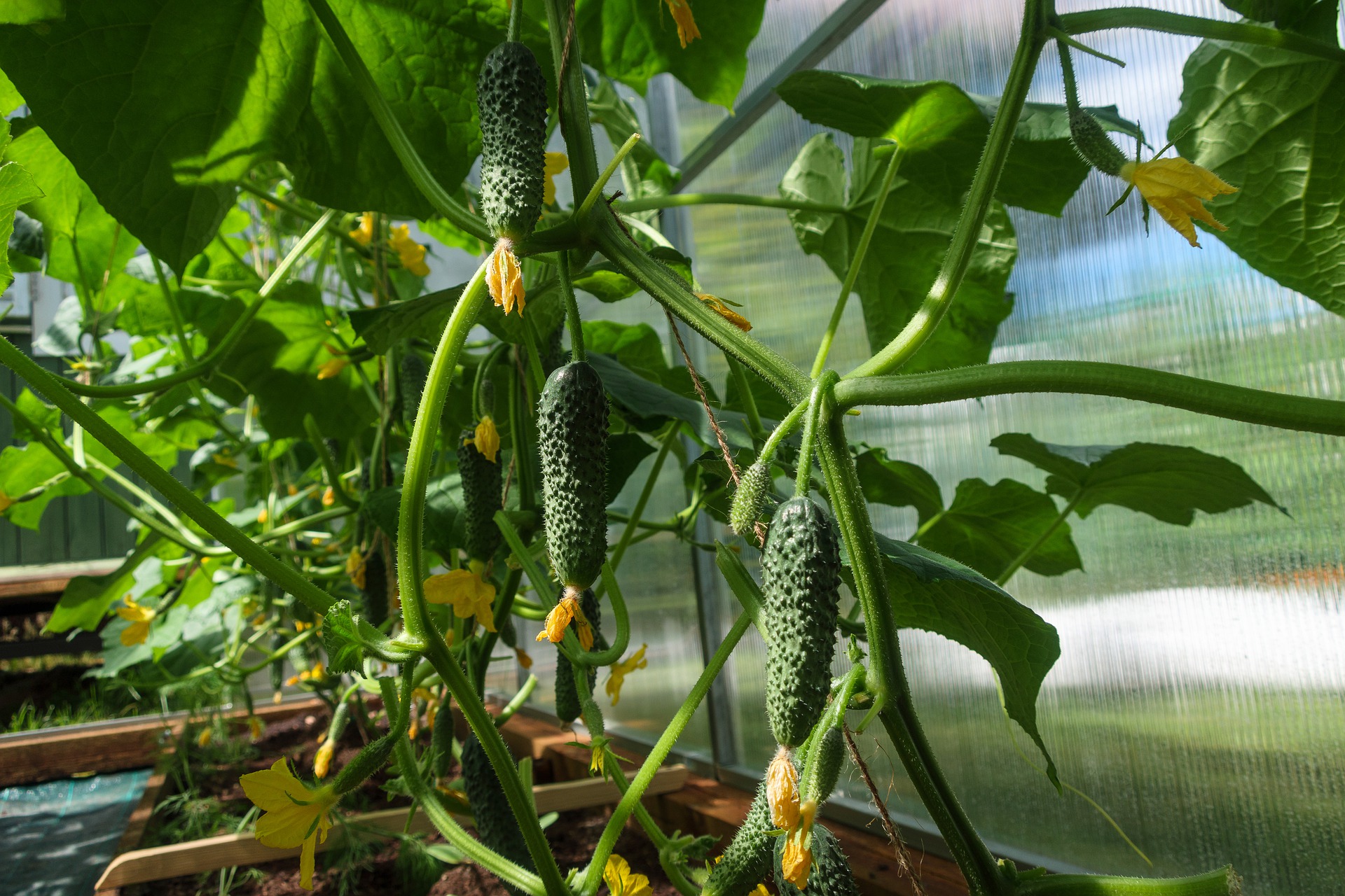 Тепличный комплекс для выращивания огурцов и салата построят в Луховицах