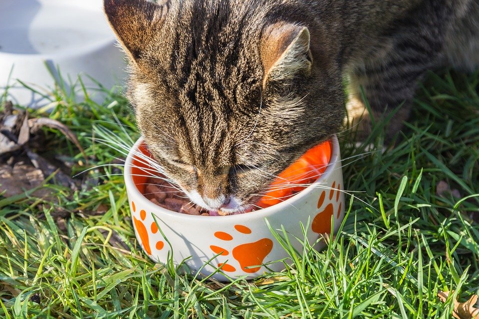 Бездомных кошек накормят волонтеры