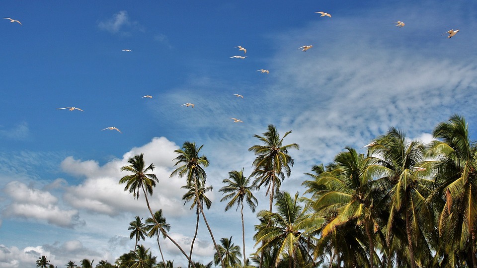 Трех россиян на Шри-Ланке накажут за убийство насекомых
