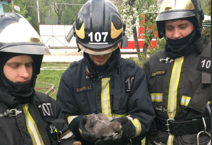 Пожарные спасли котят на западе Москвы