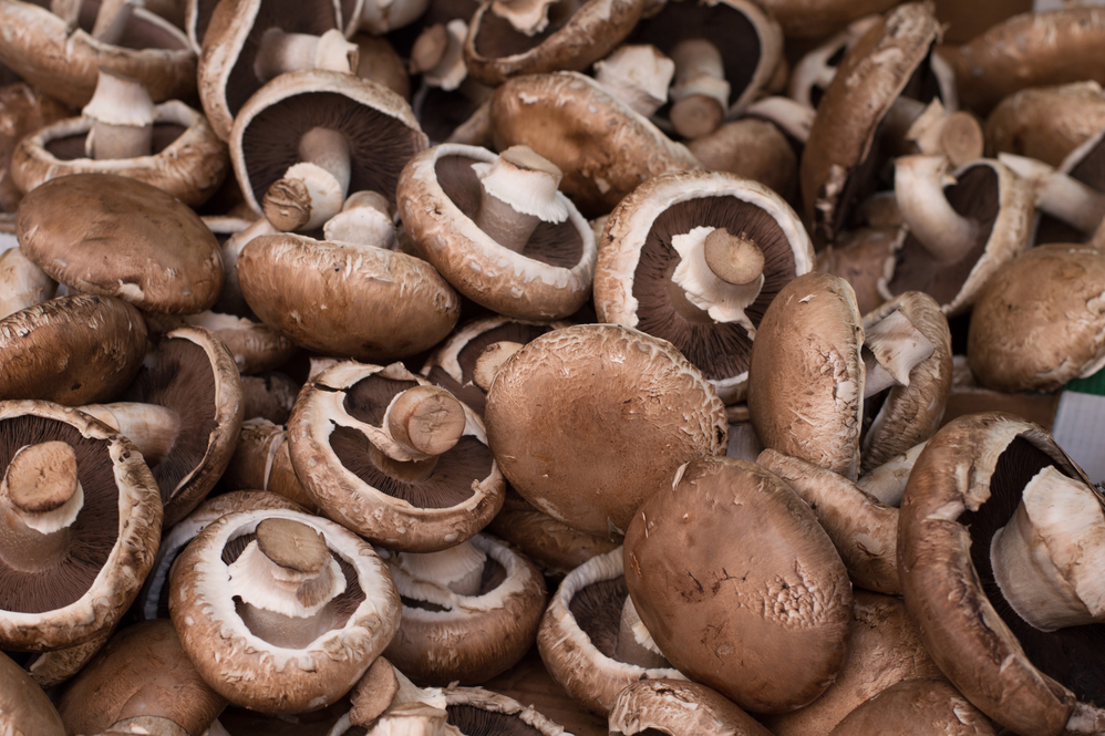 Названы три главных правила для успешного выращивания грибов на участке