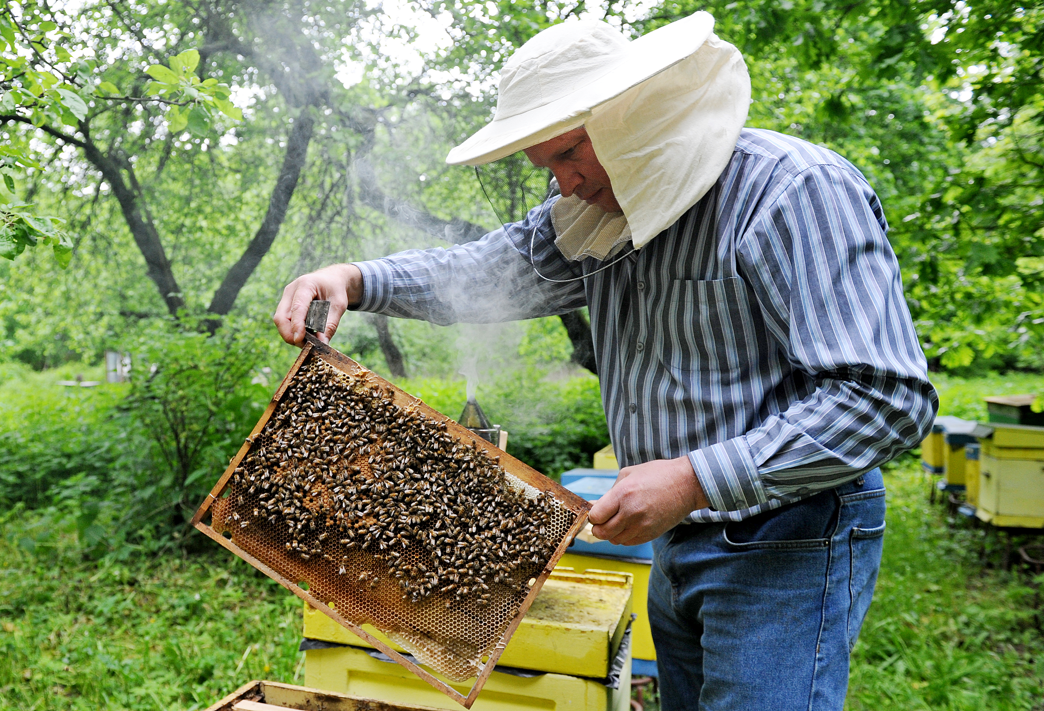 Что делает пчеловод. Пчеловодство. Пасечное Пчеловодство. Пчелы пасека. Пчеловод на пасеке.