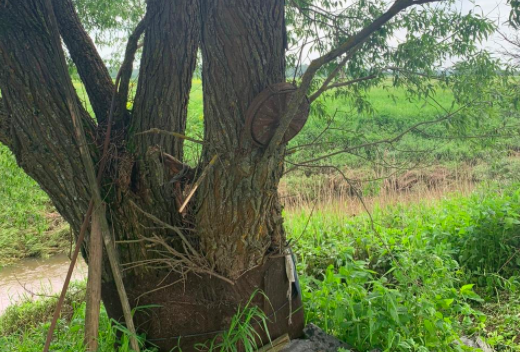 Найденную на дереве противотанковую мину обезвредили в Подмосковье