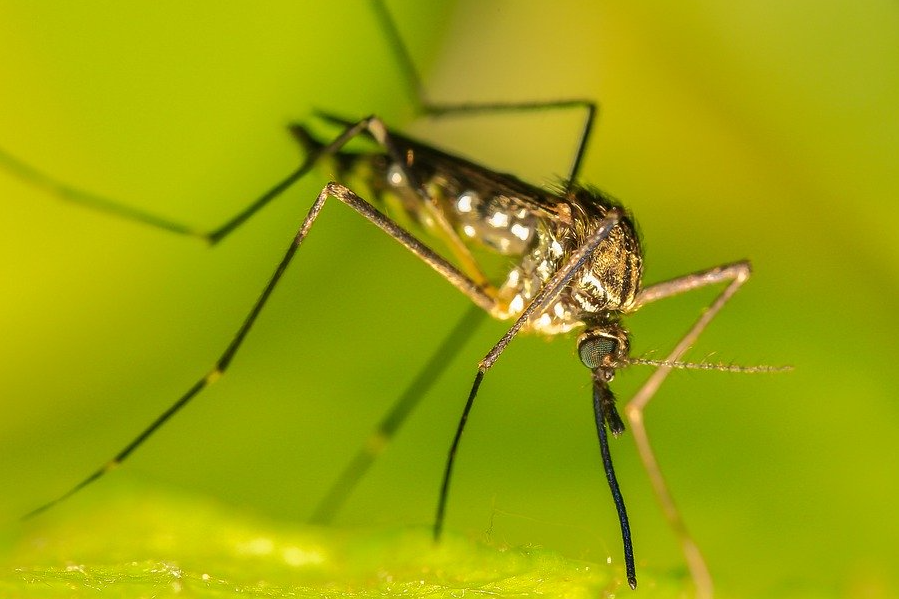 Ученые выяснили, что комары не являются переносчиками COVID-19