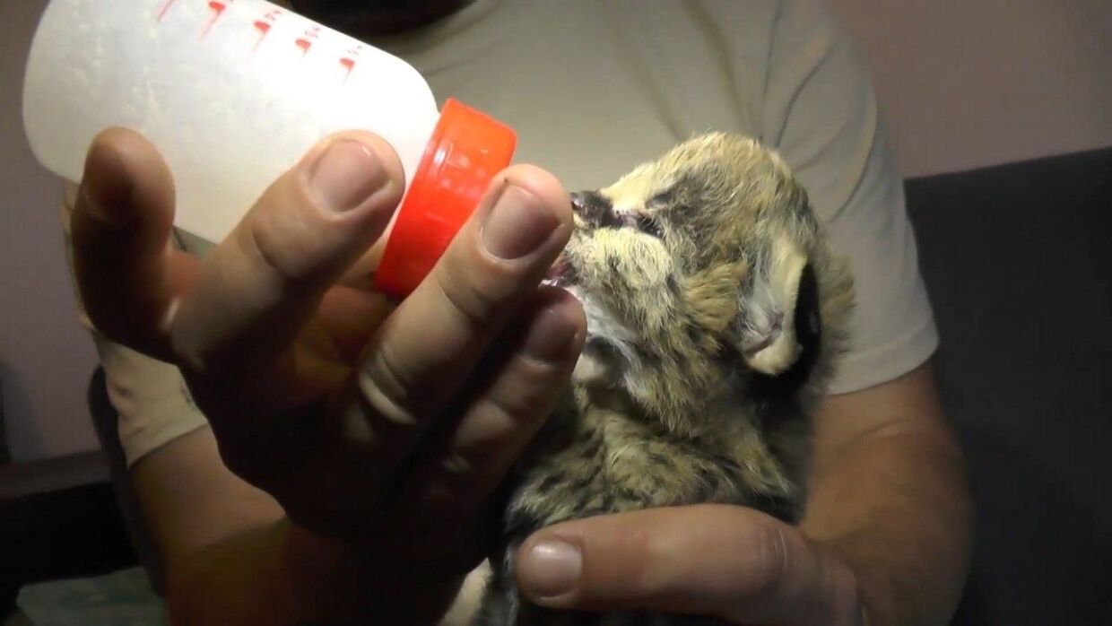 Специалисты крымского зоопарка вручную выкармливают котят сервала