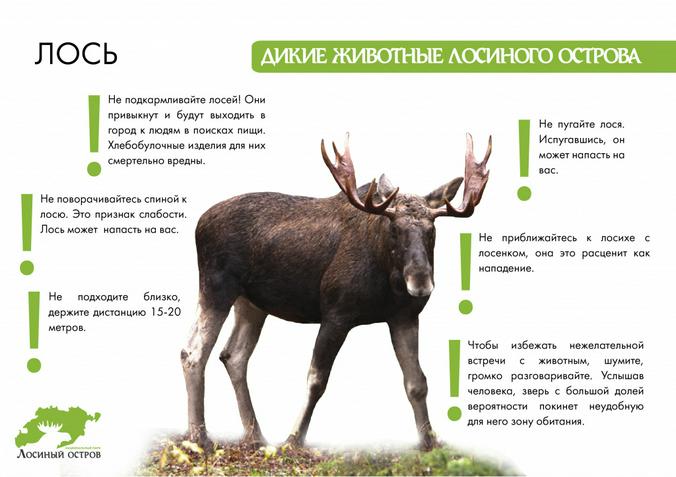 elkisland.ru / сайт парка «Лосиный остров»