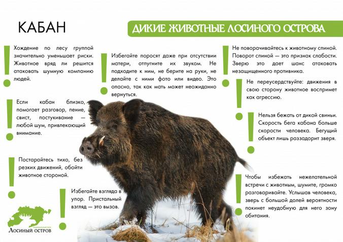 elkisland.ru / сайт парка «Лосиный остров»