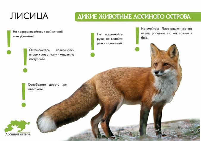 elkisland.ru / сайт парка «Лосиный остров»