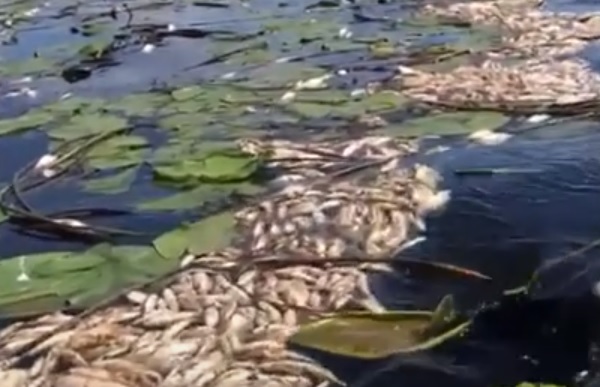 Массовое вымирание рыбы произошло в озере в Брянской области