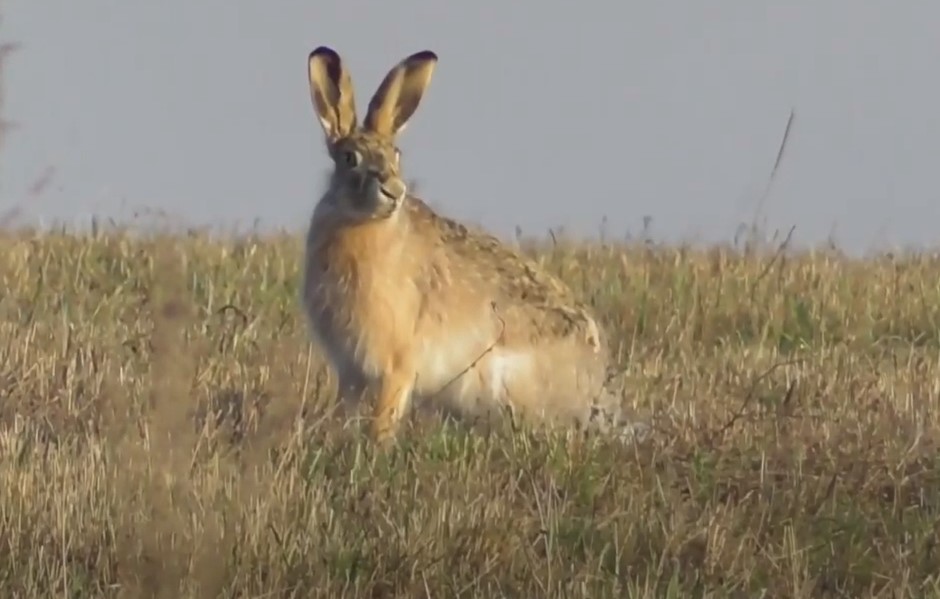 Редкого зайца-русака обнаружили в Серебряном бору
