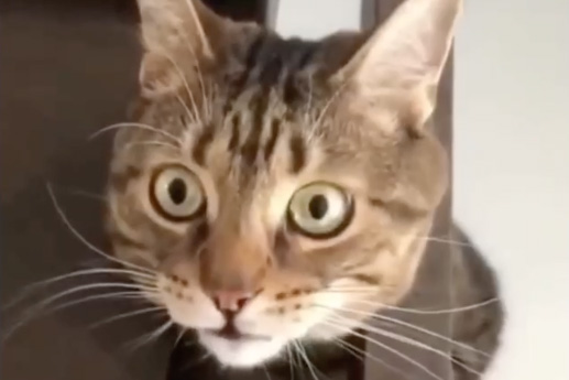 Видео с застрявшим котом рассмешило Сеть и стало вирусным