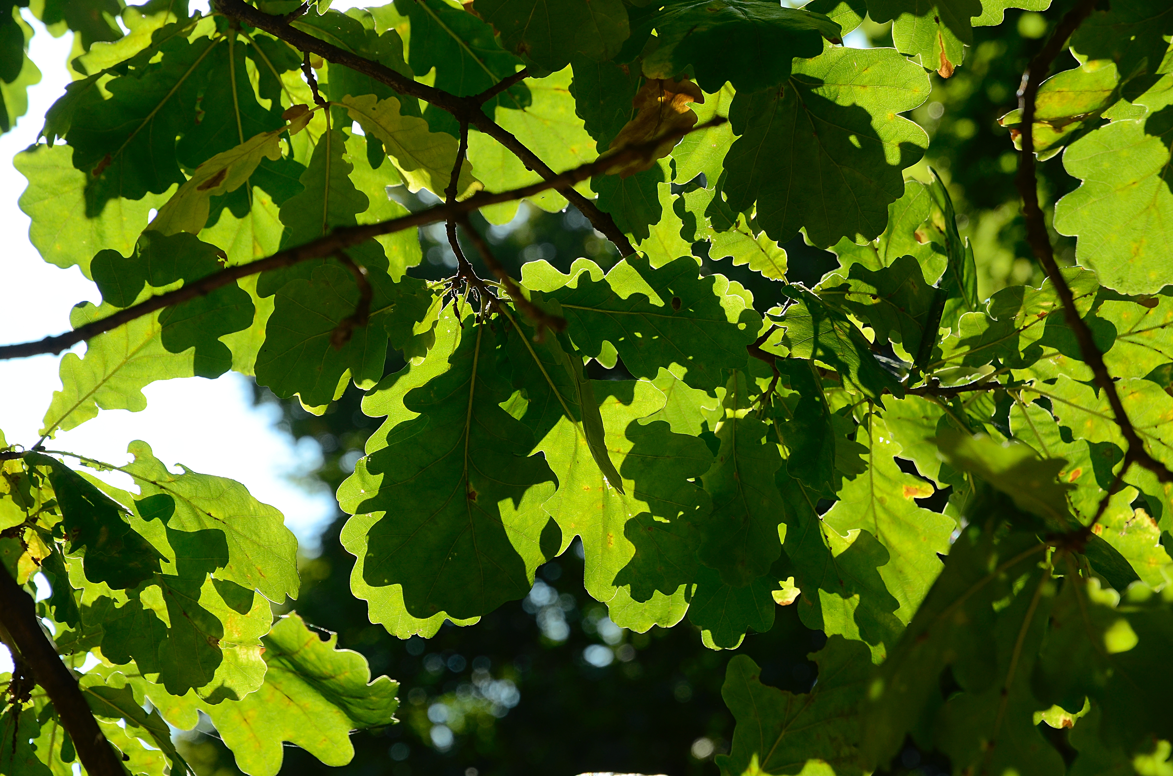 Сотрудники библиотеки №145 пригласили жителей района на экологический час «Белый лист». Фото: Анна Быкова, «Вечерняя Москва»