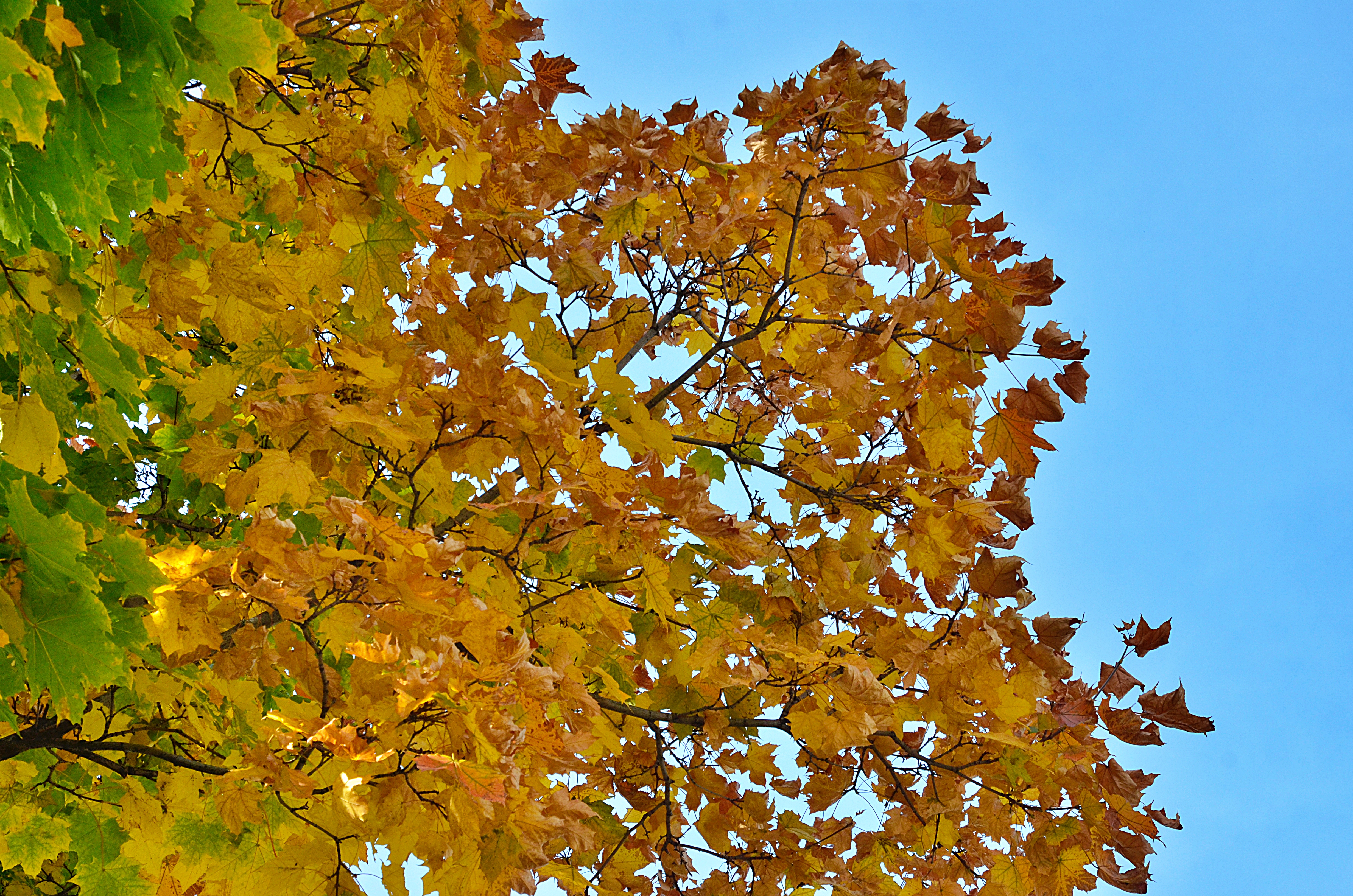 Вокальная студия «Соловушка» представит концерт «Листья осени». Фото: Фото: архив, «Вечерняя Москва»