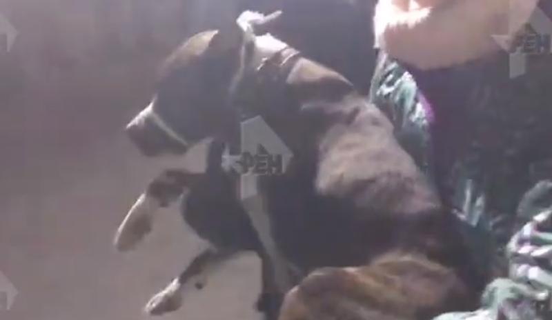 Спасатели обнаружили под обломками здания в Магнитогорске живую собаку