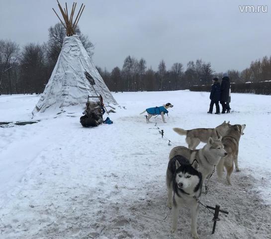 Катают в Царицыно не только на оленях – в сторонке стоит упряжка с собаками / Анастасия Родивилова, юнкор "Вечерней Москвы"