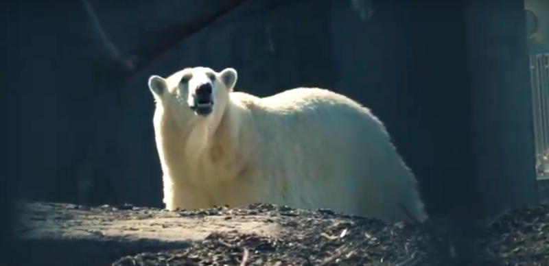 Медведя Норда из московского зоопарка усыпили в Эстонии
