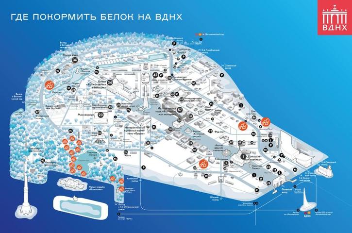 Появилась карта мест кормления белок на северо-востоке Москвы