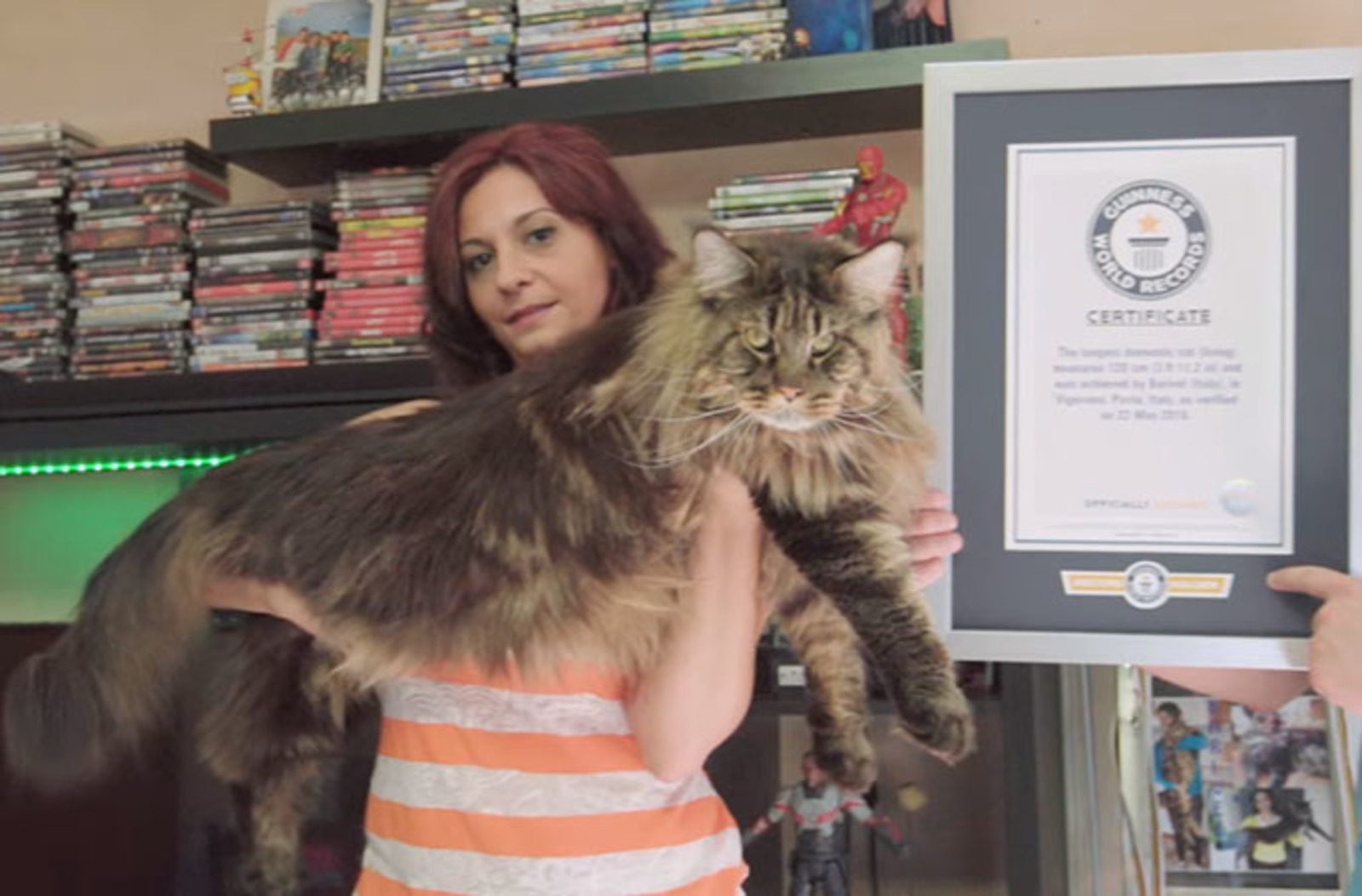 Книга рекордов котов. Самый большой кот Мейн кун в мире. Мейн кун рекорд Гиннесса. Самый большой Мейн кун в мире баривель. Мейн кун книга рекордов Гиннесса.