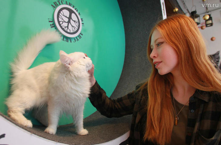 Доктор Комаровский предупредил об опасности кошачьих царапин