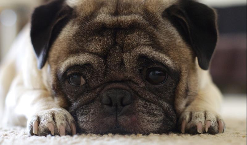 Ветеринары призвали не давать собакам с короткими лапами прыгать с дивана