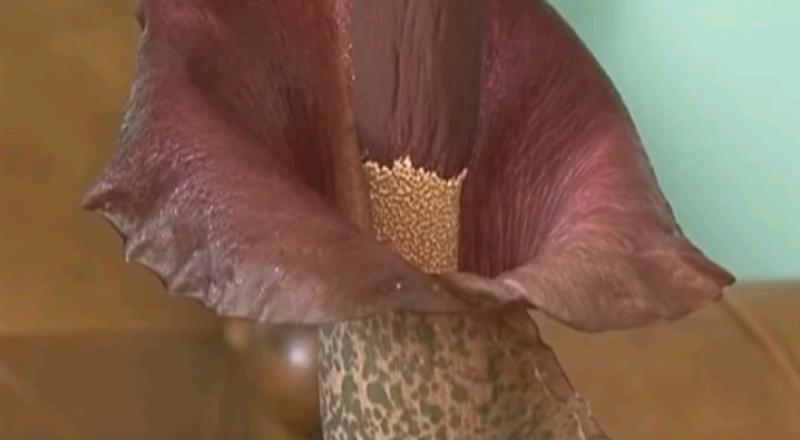 Пенсионерка из Серпухова вырастила экзотический цветок в домашних условиях