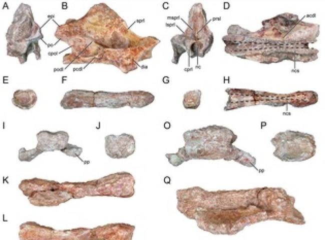 Самый романтичный динозавр: в Африке нашли ящера с хвостом-«сердцем»