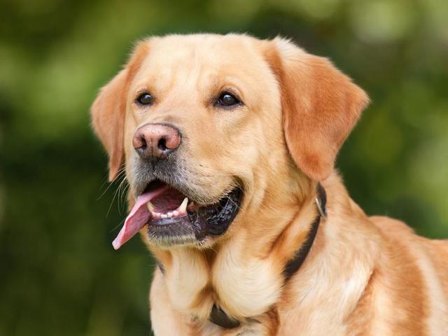 Собаки научились распознавать эпилептические припадки по запаху