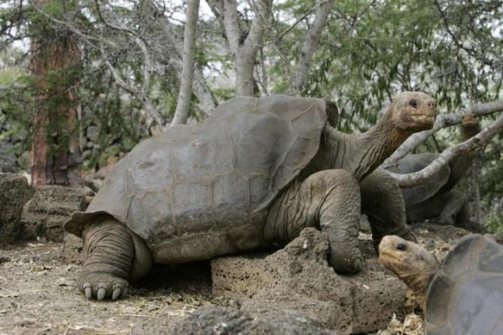 Живее всех живых: на Галапагосах нашли «вымершую» черепаху