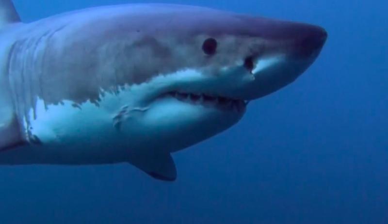 Ученые обнаружили 500-летнюю акулу