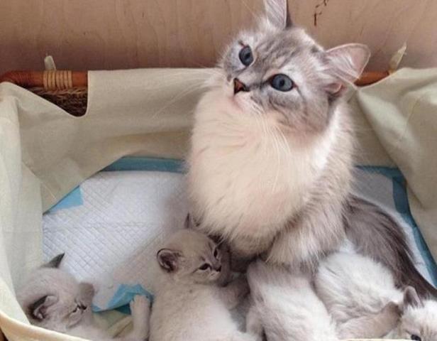 Кошка Милка с котятами / https://www.instagram.com/damedvedev/?hl=ru/Официальный Инстаграм Дмитрия Медведева